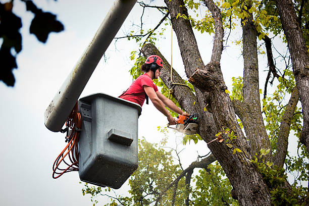 How Our Tree Care Process Works  in Durham, OR